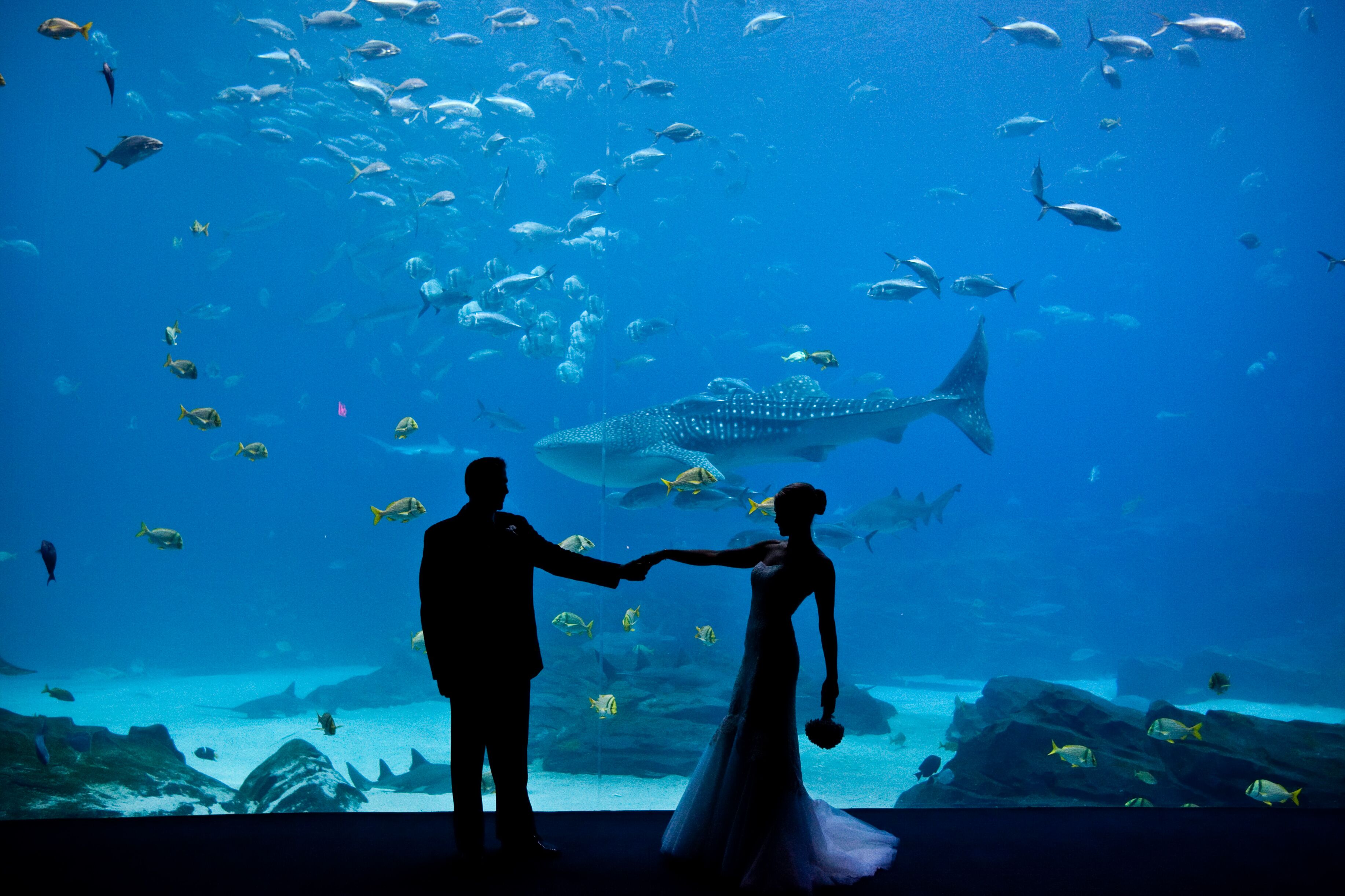 Wedding specialty vendors by Georgia Aquarium featuring Wolfgang Puck Catering in Atlanta, GA